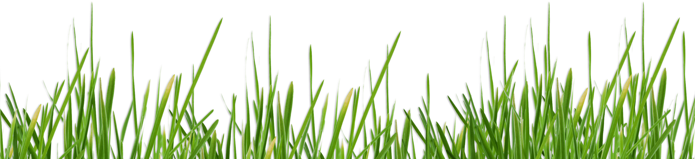 Sweet Grass (2940x1200), Png Download