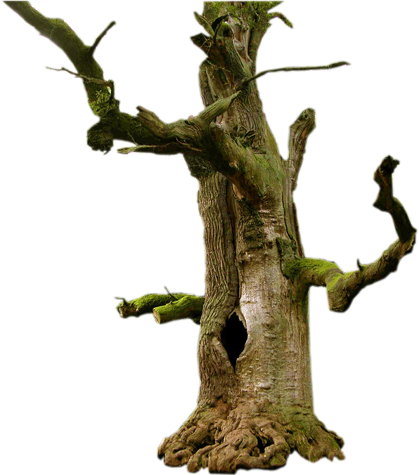 Old Tree Png Picture - Reinhardswald (808x880), Png Download