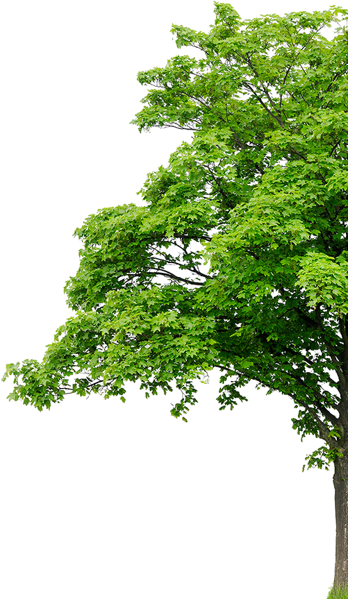 About - Plant Tree Background Png (544x900), Png Download