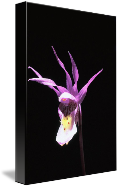 "wild Fairyslipper Orchid" By Ron Marquart, Boise - Cypripedium (412x650), Png Download