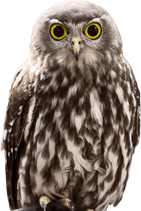 Owl Close Png Photo - Owl (515x739), Png Download