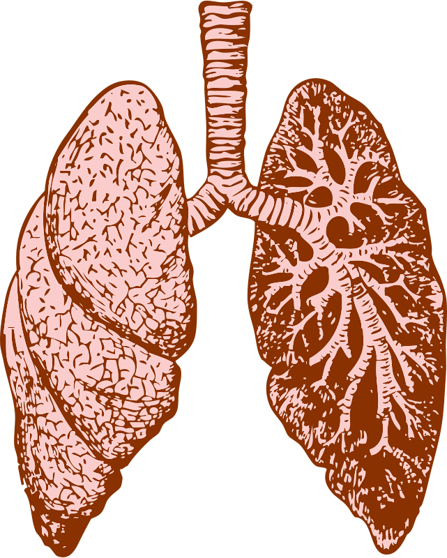 Lung - Dealing With Bronchitis: Overcoming Bronchitis And (641x800), Png Download