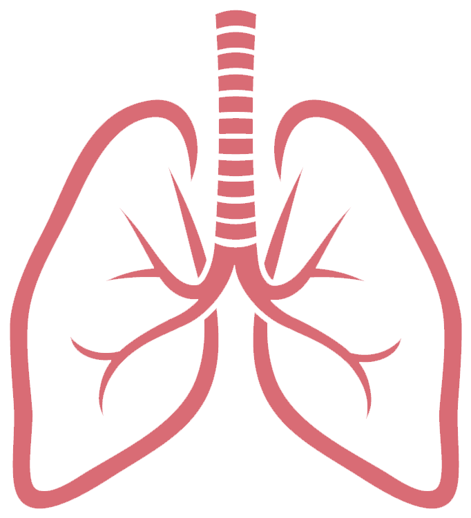 Lungs Png Picture - Lungs Png (804x906), Png Download