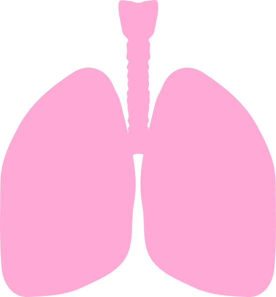 Banner Transparent Stock Lungs Clip Art At Clker - Clip Art Lungs (552x594), Png Download
