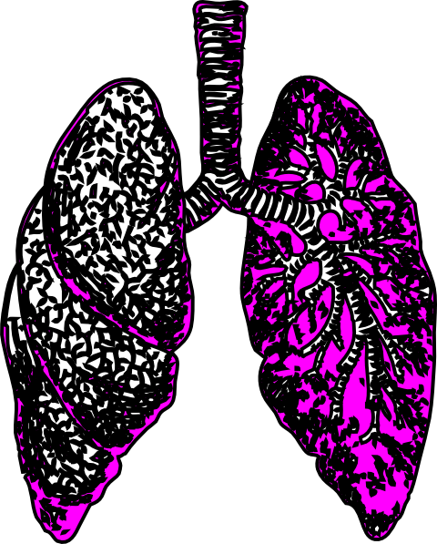 Lungs Clipart - Lungs Art (480x597), Png Download