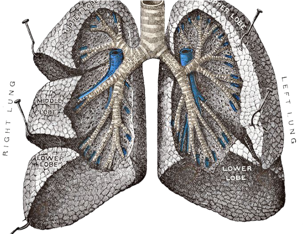 Lungs Png Transparent Images - Lungs (640x480), Png Download
