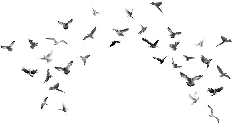 Flock (960x446), Png Download