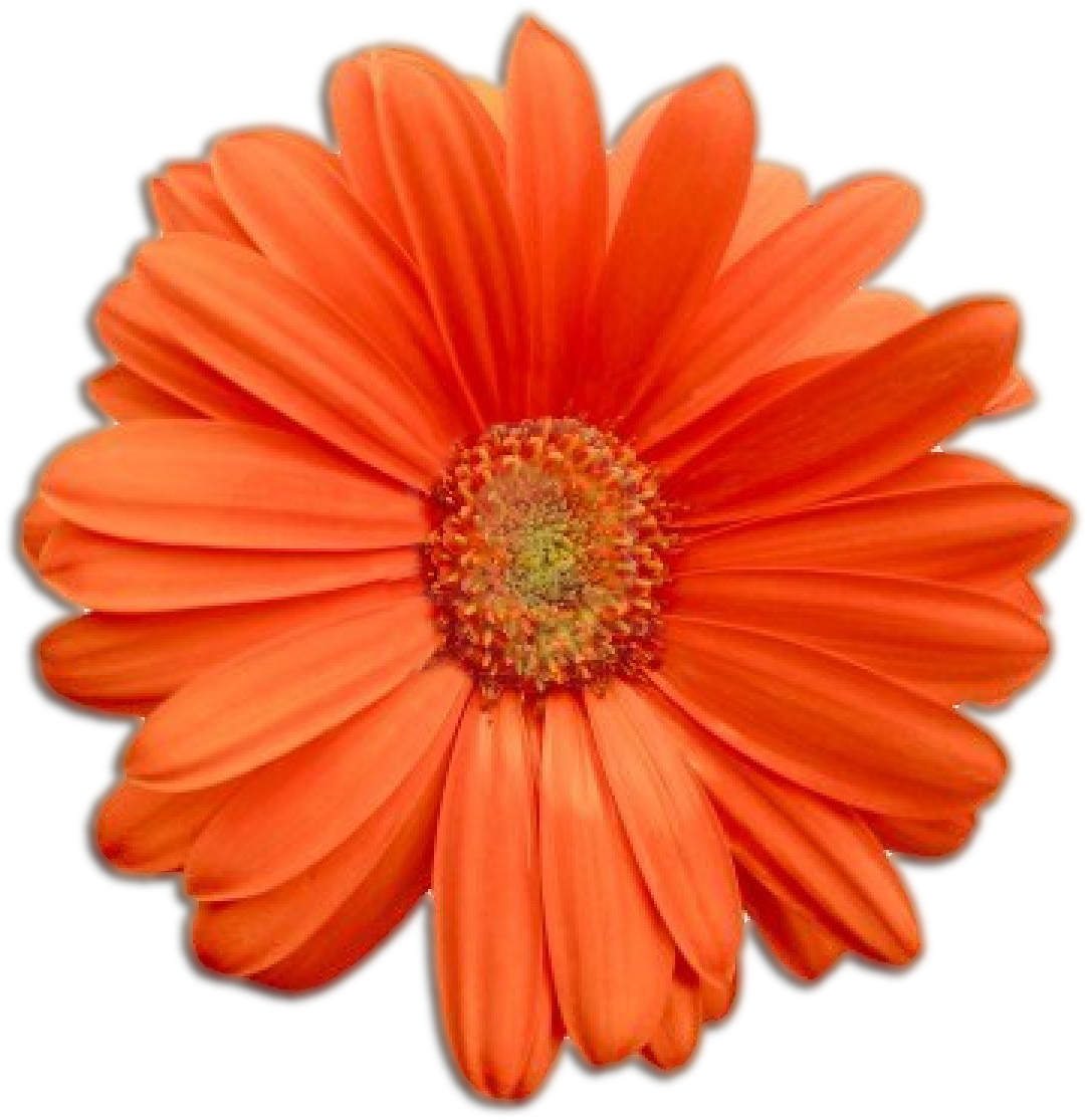 Flower (1200x1200), Png Download