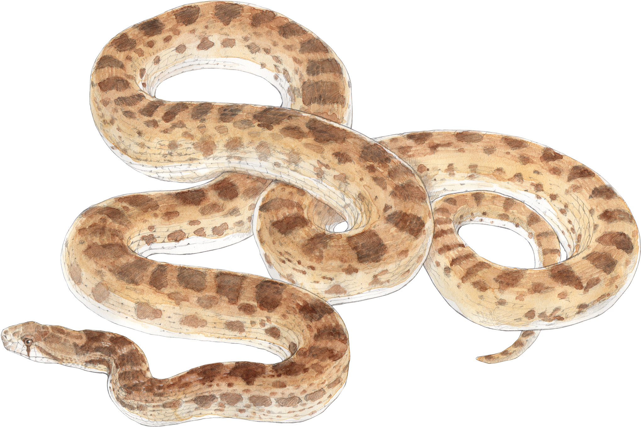 Graphic Black And White Wildlife Chuck Todd Artist - Bull Snake No Background (2100x1440), Png Download