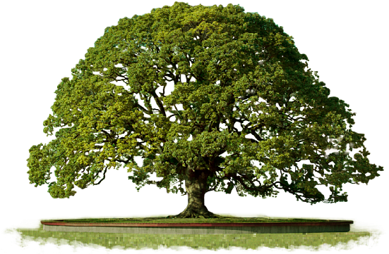 Clipart Png Top - Tree Png (680x480), Png Download