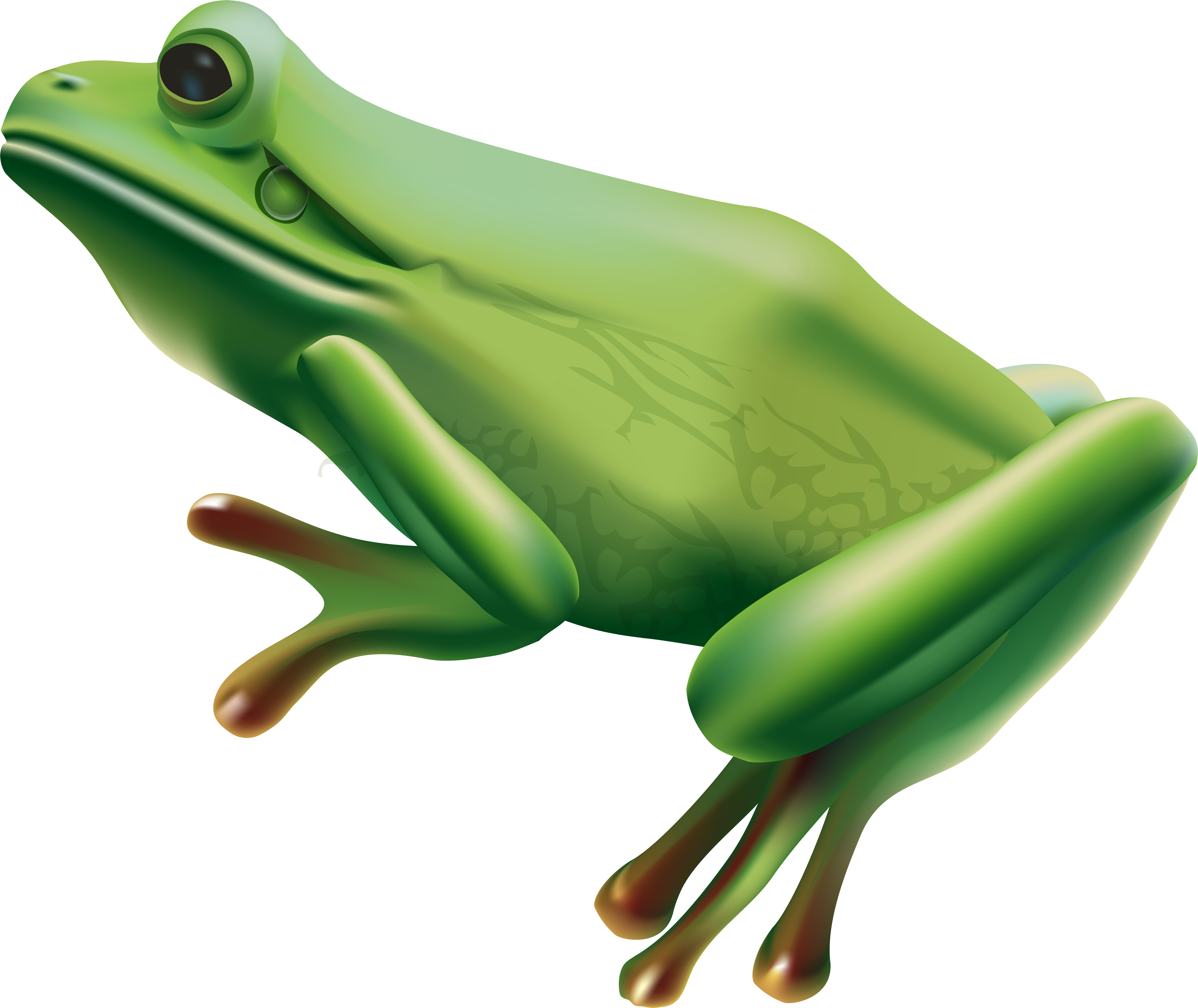Frog Png (8000x6731), Png Download