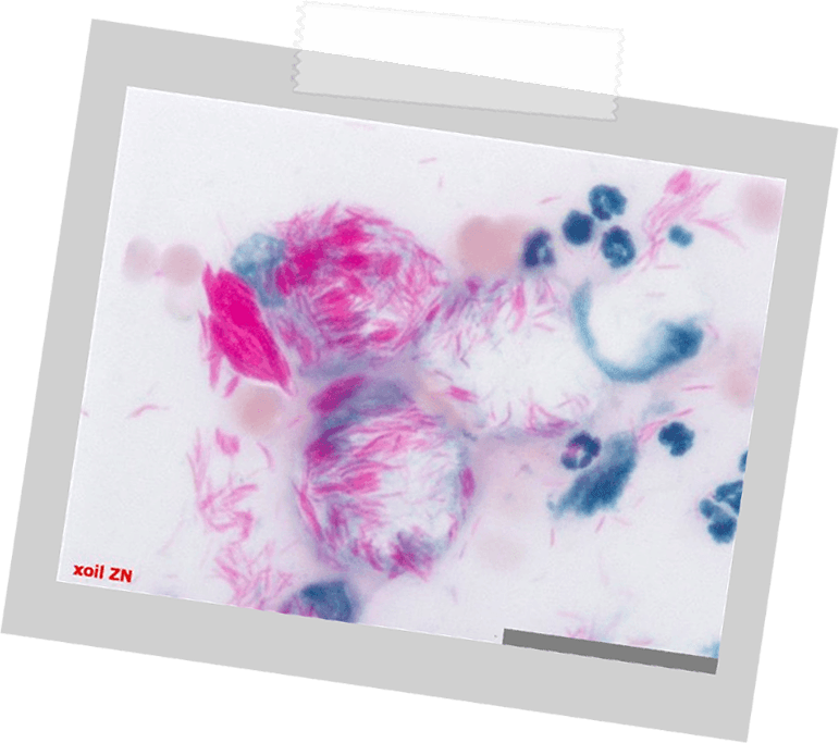 Vet Essentiel Mycovet Spray (771x683), Png Download