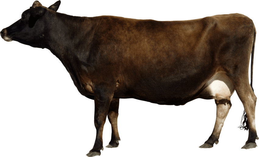 Indian Cow Png - Cow Side View Png (600x364), Png Download
