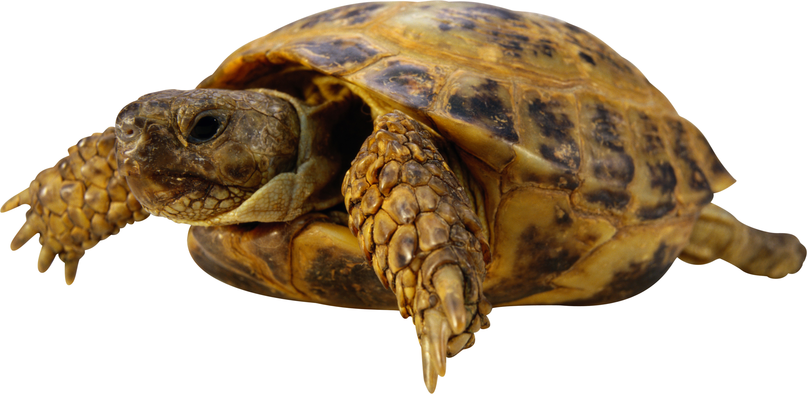 Download - Friskies Optimal Fsk Turtles Vegetarian 130 Gr (3408x1667), Png Download