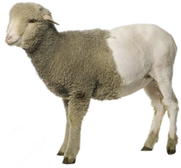 Sheep Png Free Download - Sheep Png (600x559), Png Download