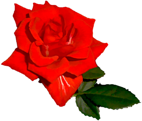 Bright Red Rose 03 - Bright Red Rose Png (488x416), Png Download