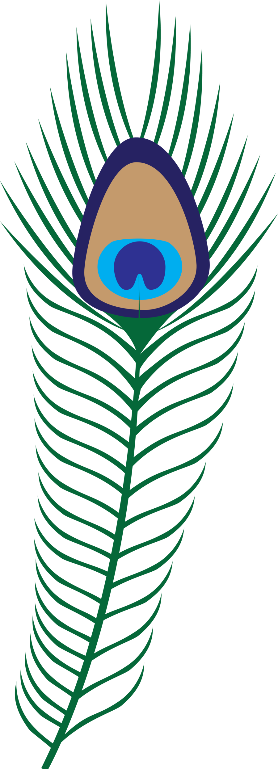 Peacock Transparent Png Pictures - Hera Feather (900x2490), Png Download