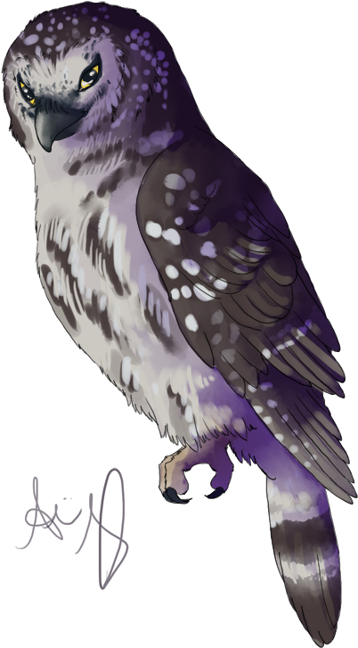 Boreal Owl Doodle - Northern Harrier (500x834), Png Download