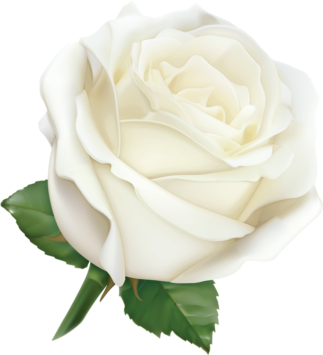 White Rose Png High-quality Image - White Rose (1207x1280), Png Download