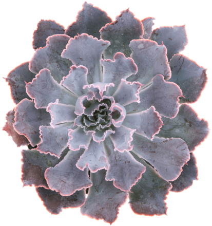Succulent 1 (500x500), Png Download
