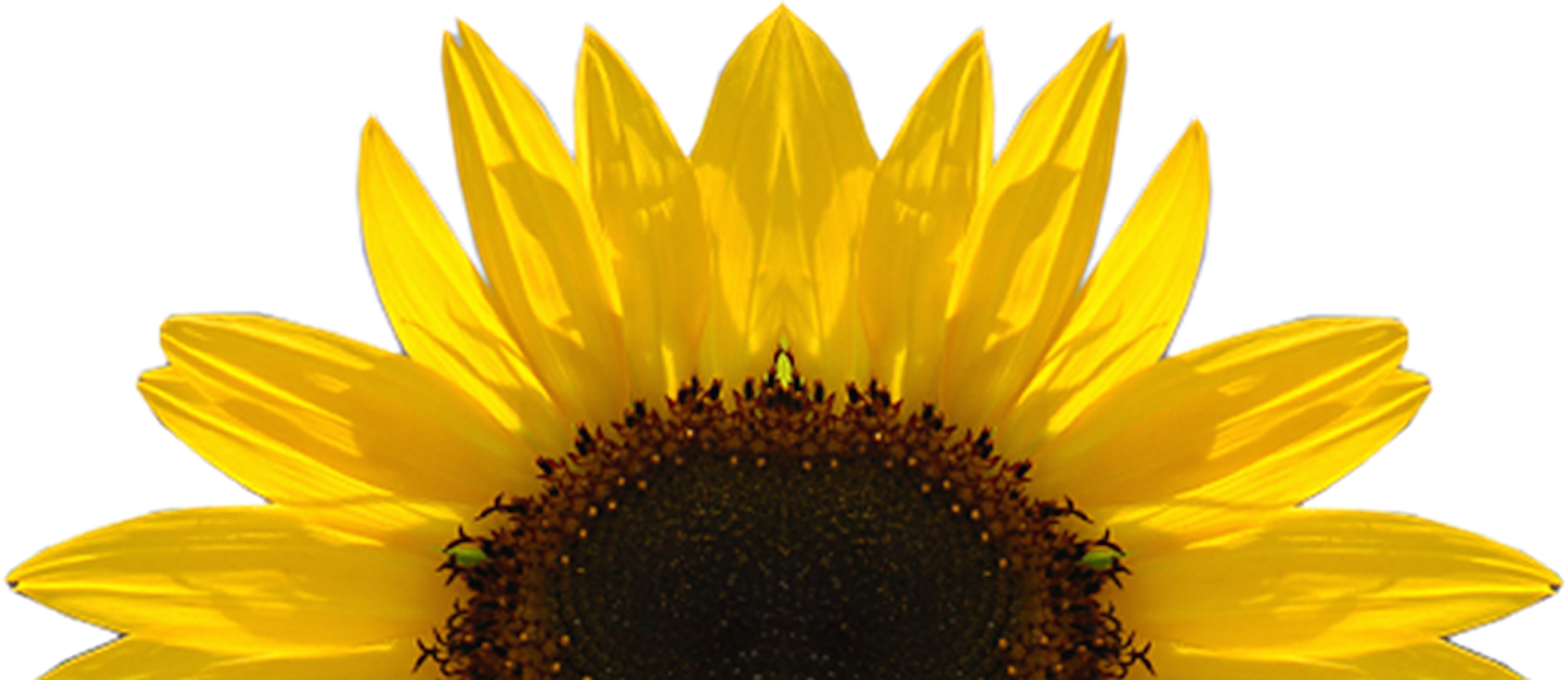 Sunflower (1600x694), Png Download
