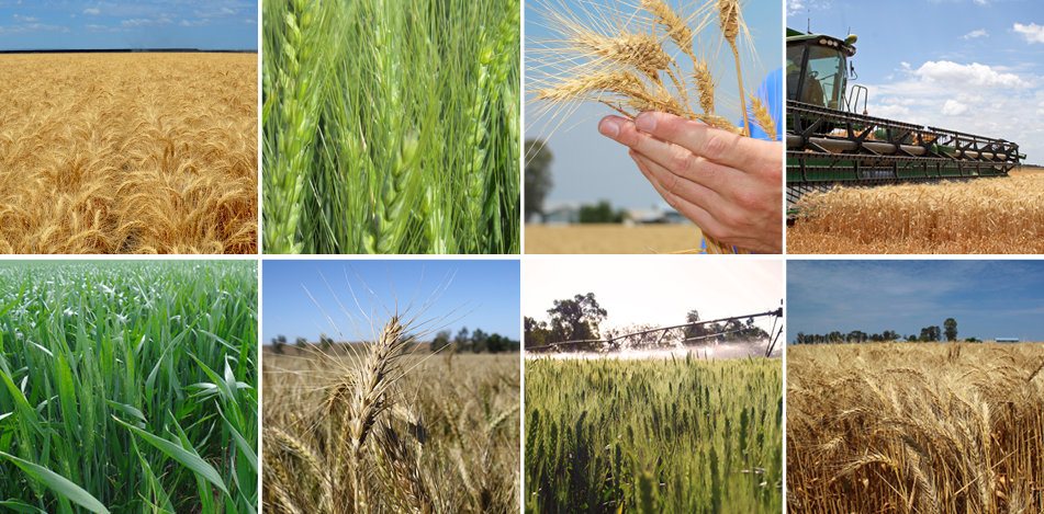 Of Wheat Planting Seed - Field (951x469), Png Download