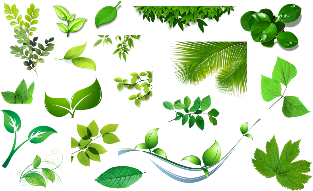 Leaves (1024x630), Png Download