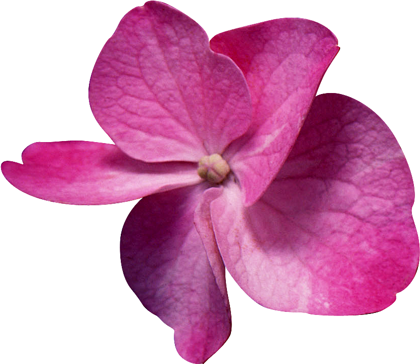 Flores De Sombra - Hojas De Flores Png (902x902), Png Download