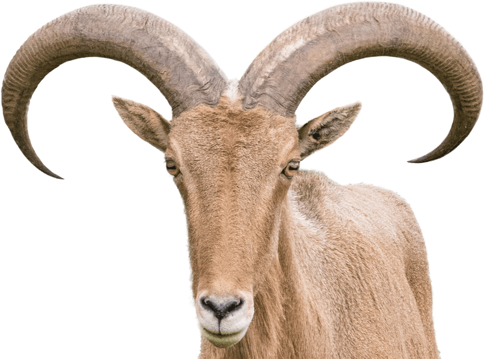 Barbary Sheep - Goat Horn Png (1053x727), Png Download