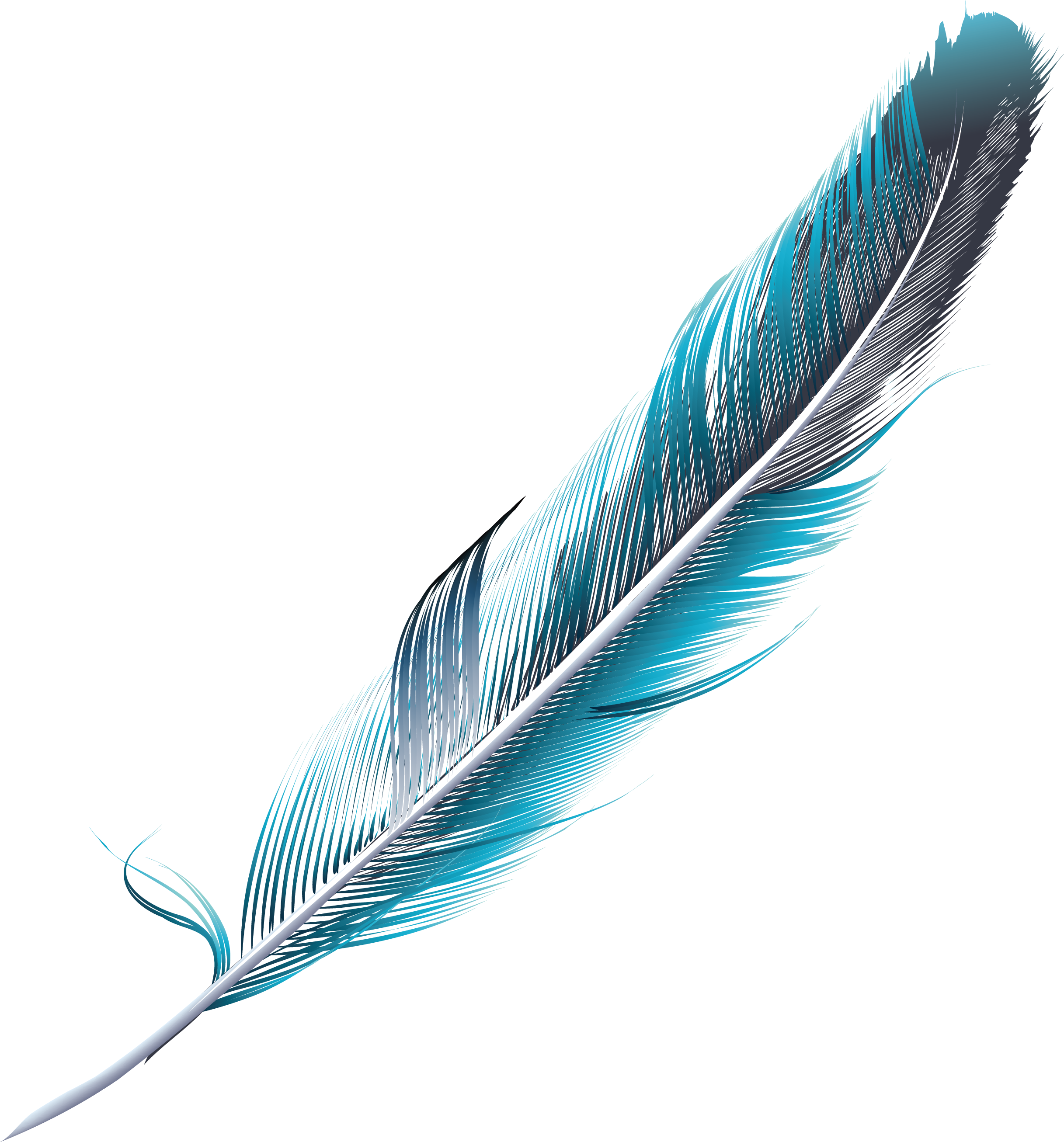 Blue Feathers Feather Green Slender Bluegreen Clip - Pluma Png (2434x2613), Png Download