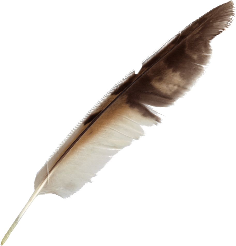 Free Download - Feather Transparent (913x949), Png Download
