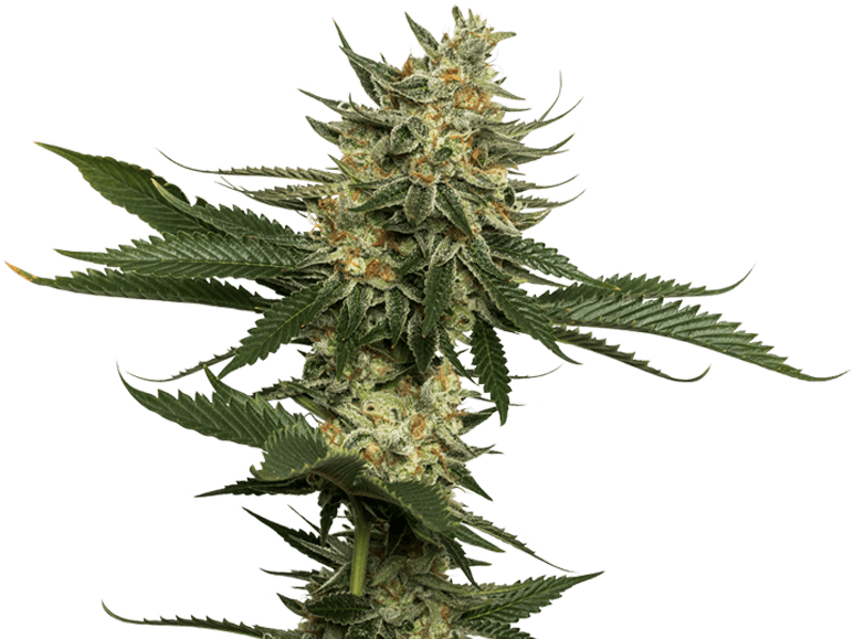 Clementine Sativa Marijuana Flower Cannabis Strain - Weed Plant Png (774x594), Png Download