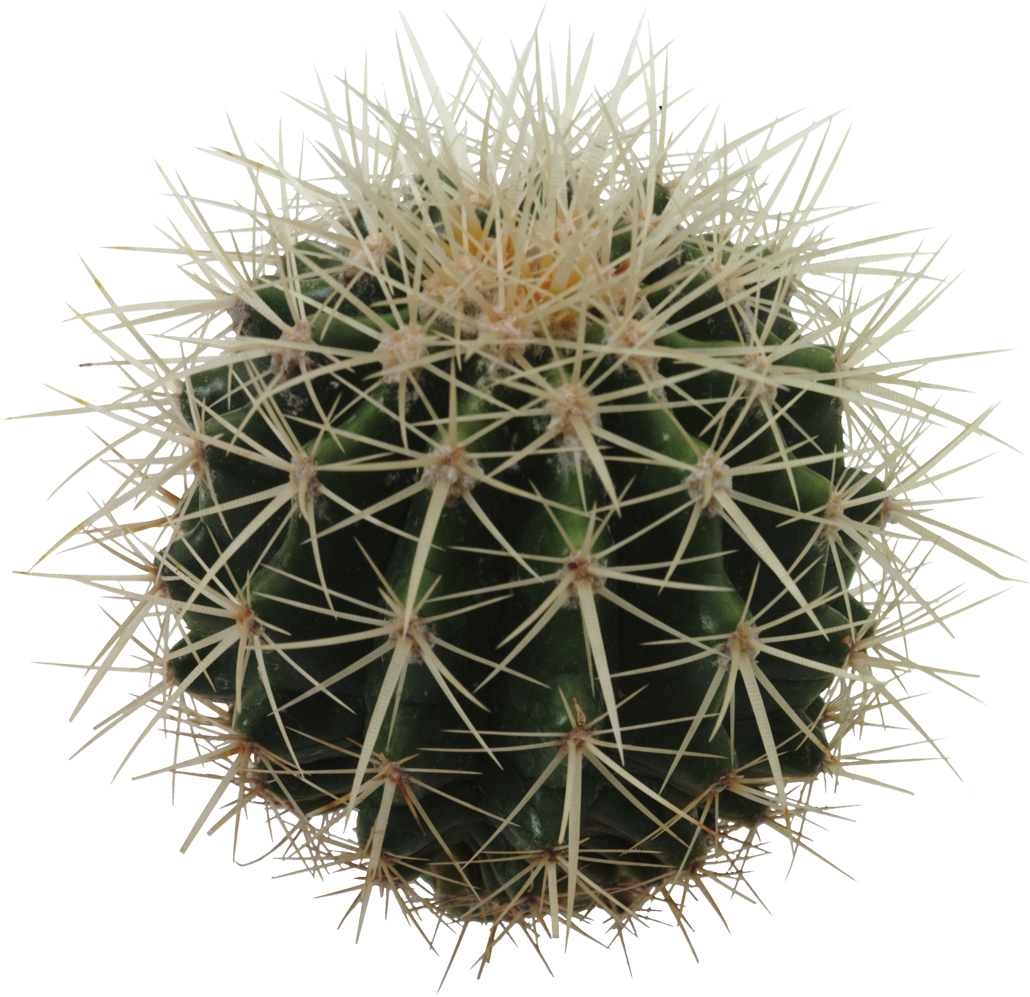 Barrel Cactus Png (2112x2045), Png Download