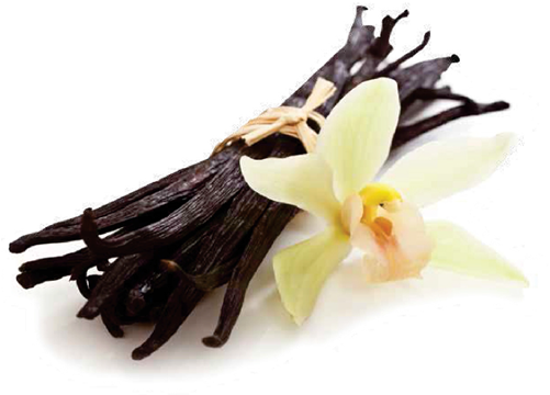 Vanilla Bean - French Vanilla Fragrance Oil - 4 Oz - For Candle & (500x500), Png Download