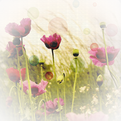 Soave Background Flowers Poppy Red Beige Green Transparent - Vintage Blumen Postkarte (400x400), Png Download