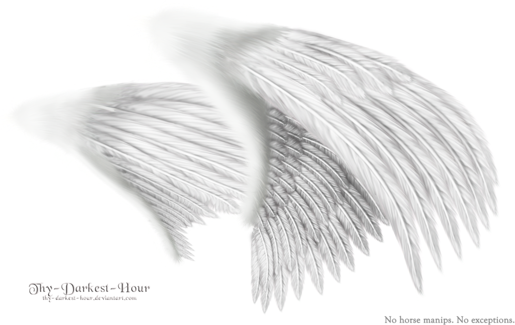 Dual Wings White - Sketch (1024x662), Png Download