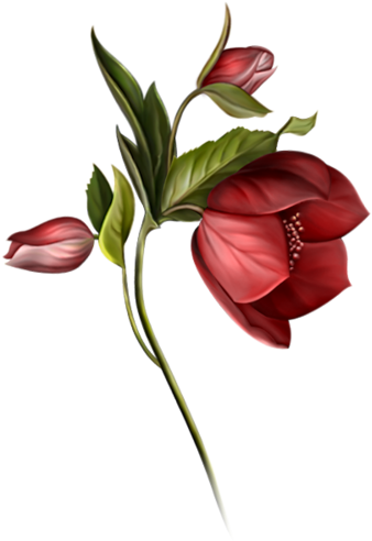 Garden Flames - Flower (347x500), Png Download