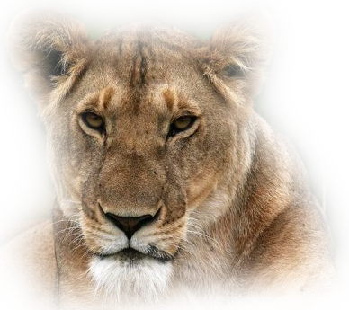 Misted-lionness - Masai Lion (388x345), Png Download