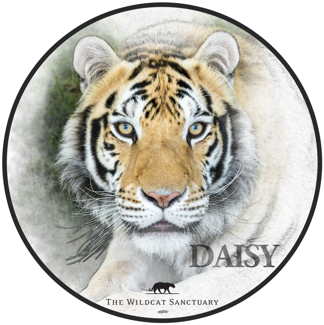 T-shirt (1200x1200), Png Download