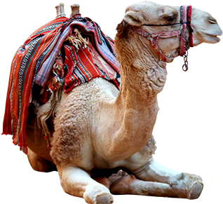 Camel Photo Png - Arabian Camel (560x560), Png Download