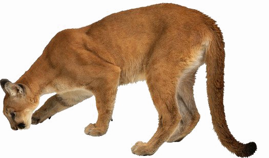 Lioness Png High-quality Image - Amazing Book Of Mammal Records: The Largest, The Smallest, (525x309), Png Download