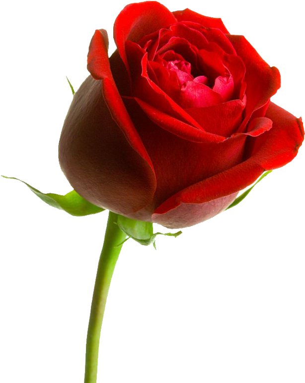 Rosa ,en Formato Png - Thank You Cards (pk Of 10) (717x870), Png Download