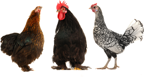 Posted - Lots Of Chickens Png (500x280), Png Download