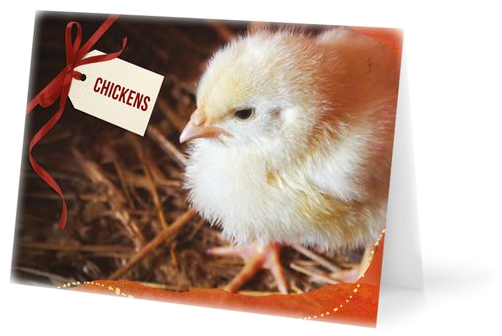 Chicken (600x400), Png Download
