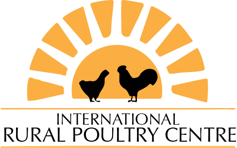 The International Rural Poultry Centre - Rooster (488x304), Png Download