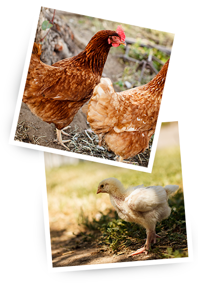 Chickens - Primal Pastures (406x592), Png Download