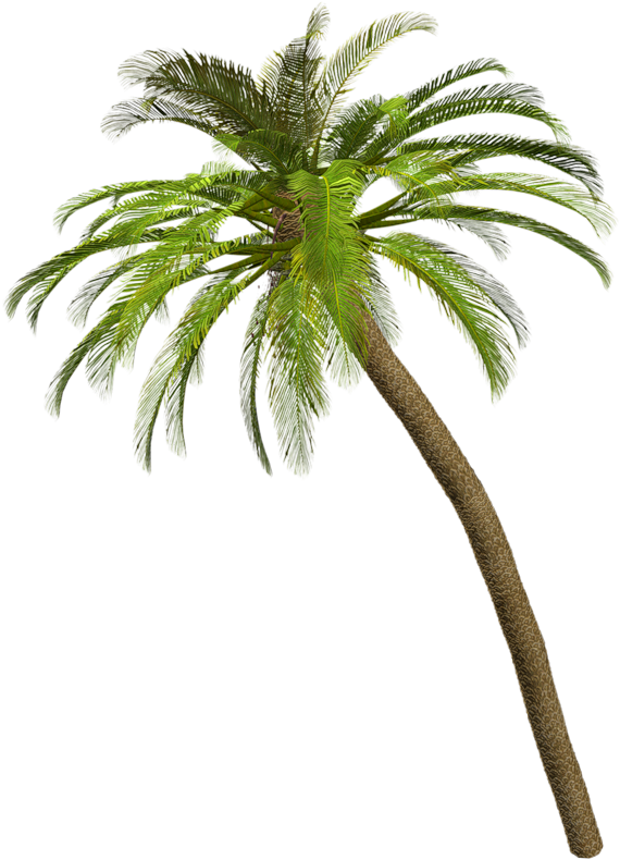 Related Wallpapers - Palmeras Sin Fondo Png (579x800), Png Download