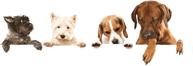 Dog-header - Cesar Savory Delights Rotisserie Chicken Flavor With (666x228), Png Download