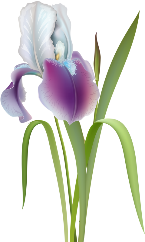 Content - Irises (479x800), Png Download
