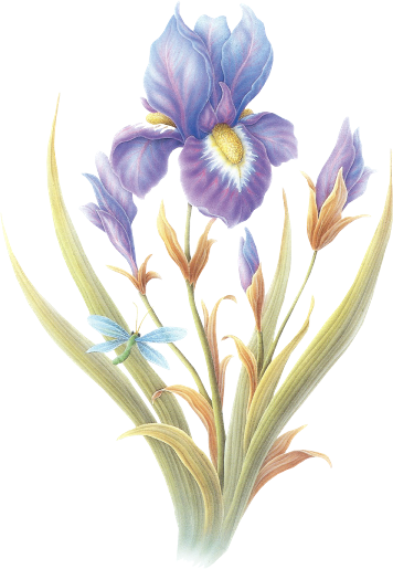 Page - Tulipa Humilis (356x515), Png Download
